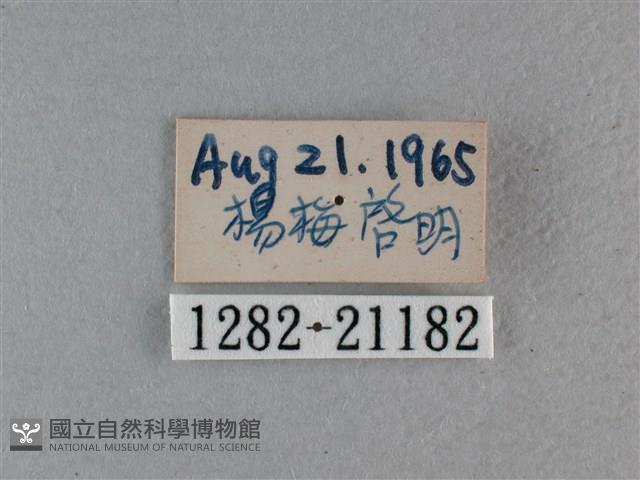 尖翅褐弄蝶藏品圖，第3張