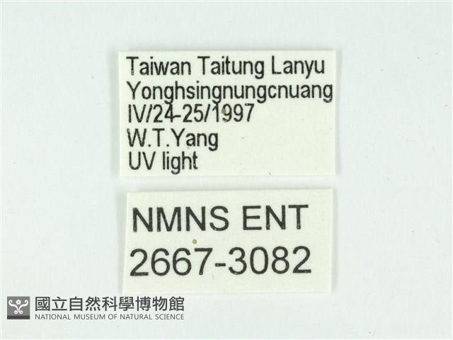 叉紋閃舞蛾藏品圖，第3張