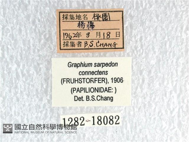 青帶鳳蝶藏品圖，第3張