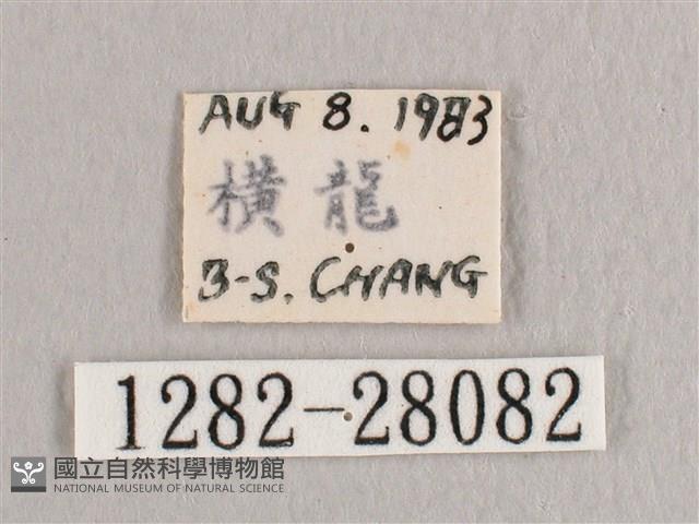 銀斑黃鉤蛾藏品圖，第3張