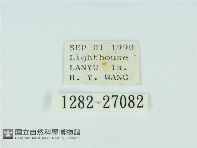 琉球雲紋網蛾藏品圖，第3張