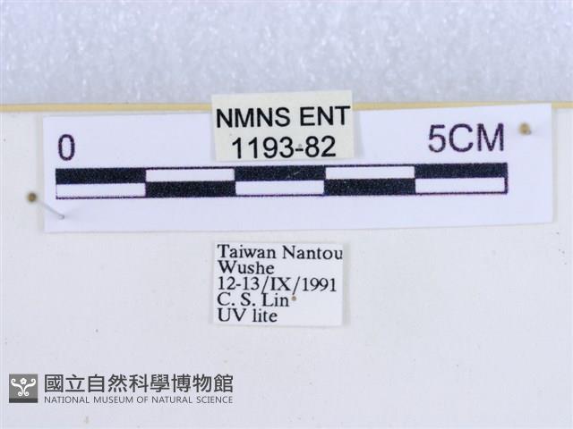 粉蝶燈蛾藏品圖，第3張