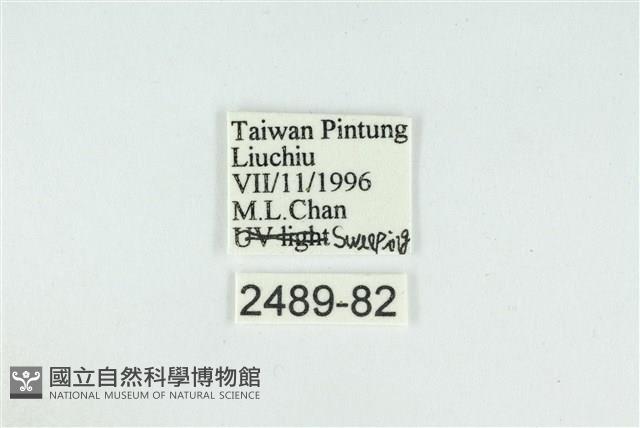 迷你藍灰蝶藏品圖，第3張