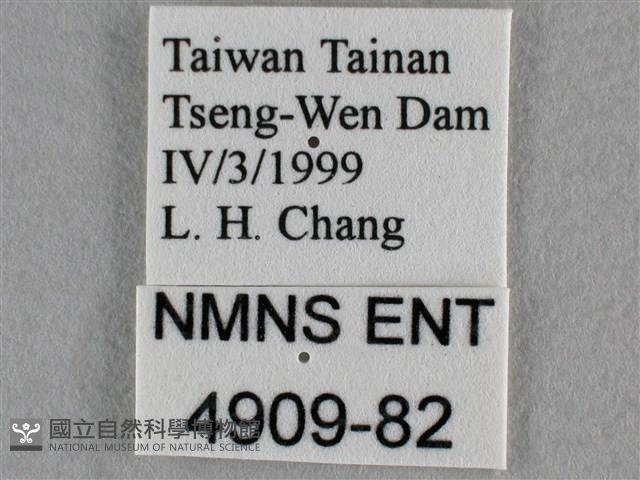蘇鐵綺灰蝶藏品圖，第3張