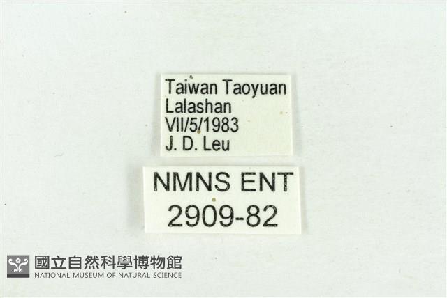 褐翅青灰蝶藏品圖，第3張