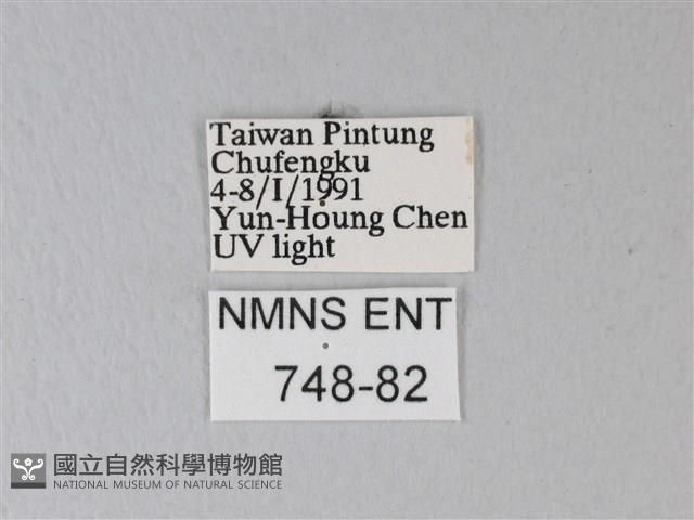 臺灣卵翅蛾藏品圖，第3張