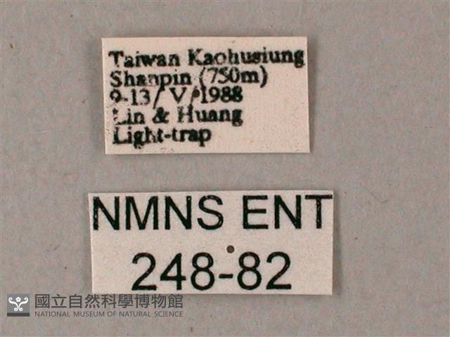 雙斑白肩天蛾藏品圖，第3張