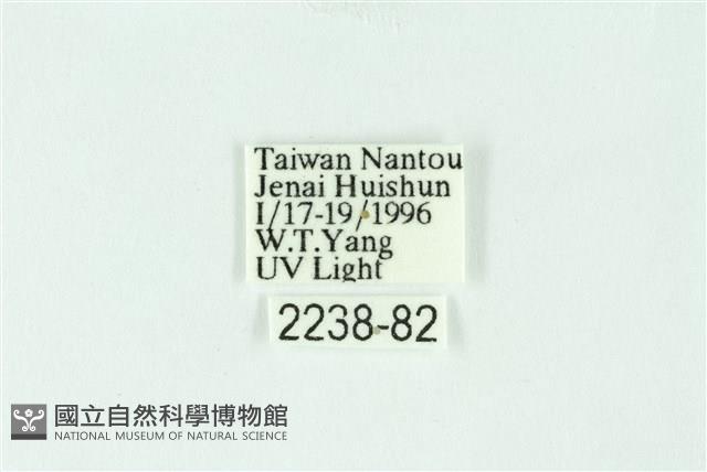 三條橙燈蛾藏品圖，第3張