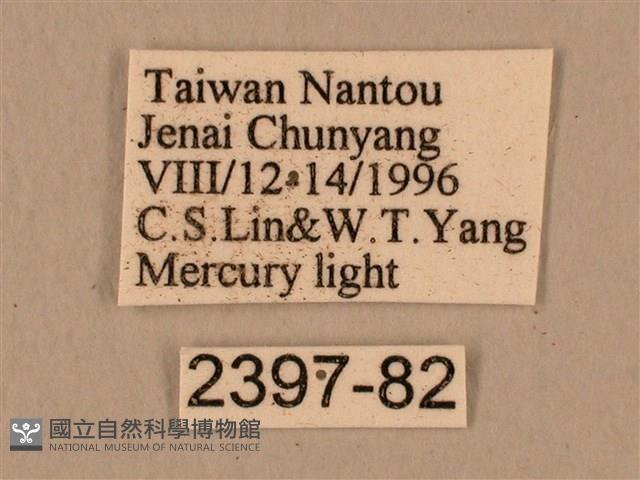 背中白天蛾藏品圖，第3張