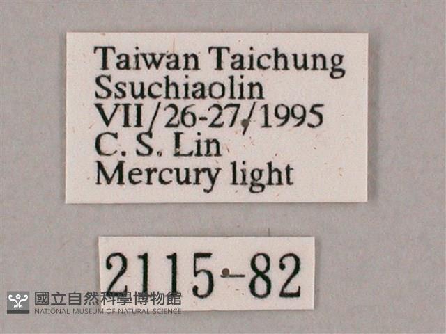 斜綠天蛾藏品圖，第3張