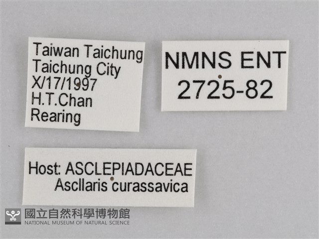 樺斑蝶藏品圖，第3張
