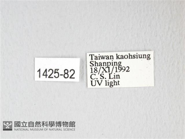 黃豹天蠶蛾藏品圖，第3張