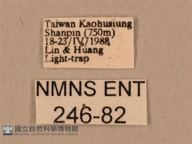 臺灣鷹翅天蛾藏品圖，第3張