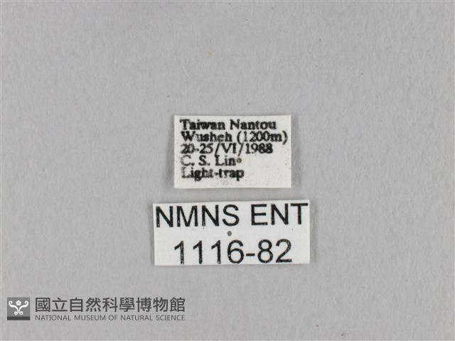 淡紋斜帶枯葉蛾藏品圖，第3張
