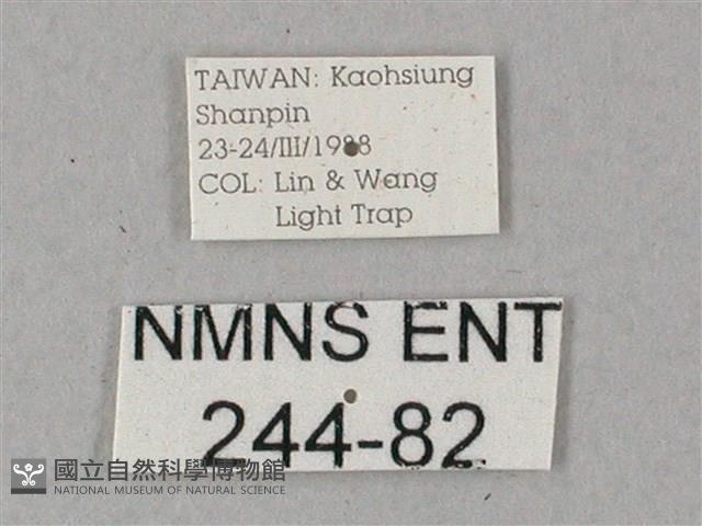 雙斑白肩天蛾藏品圖，第3張