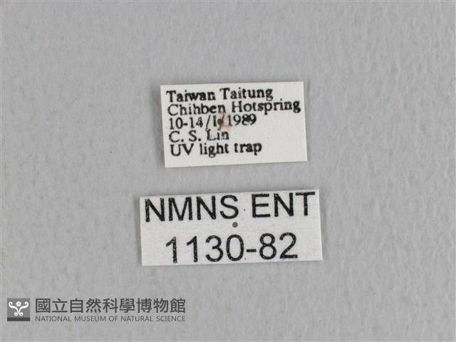 川邊氏枯葉蛾藏品圖，第3張