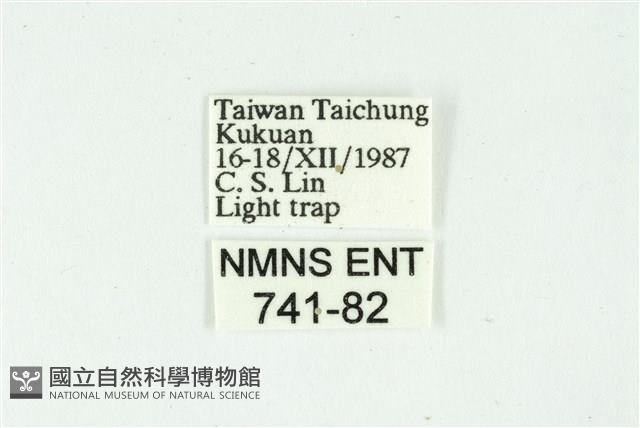 白斑散紋夜蛾藏品圖，第3張