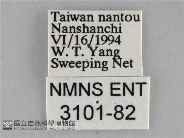 三角凹緣天蛾藏品圖，第3張