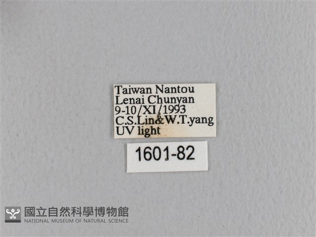 臺灣枯葉蛾藏品圖，第3張
