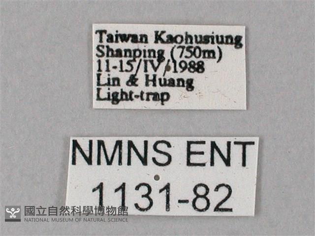 齒翅三線天蛾藏品圖，第3張