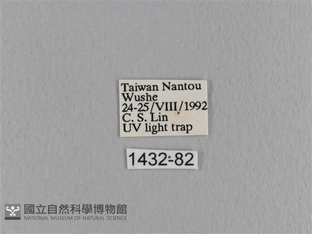 大褐斑枯葉蛾藏品圖，第3張