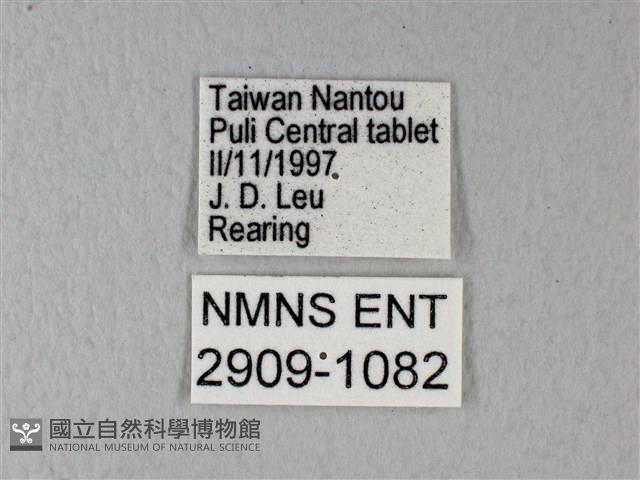 緣點白粉蝶藏品圖，第3張