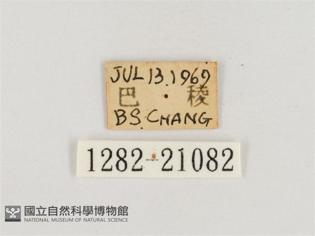 淺色眉眼蝶藏品圖，第3張