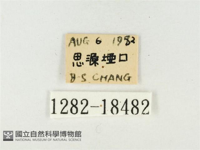 青雀斑灰蝶藏品圖，第3張