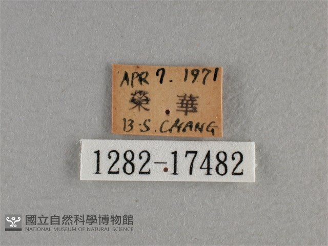 黃豹盛蛺蝶藏品圖，第3張