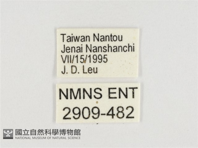 甲仙翠蛺蝶藏品圖，第3張