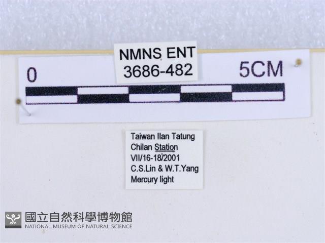 閃光苔蛾藏品圖，第3張