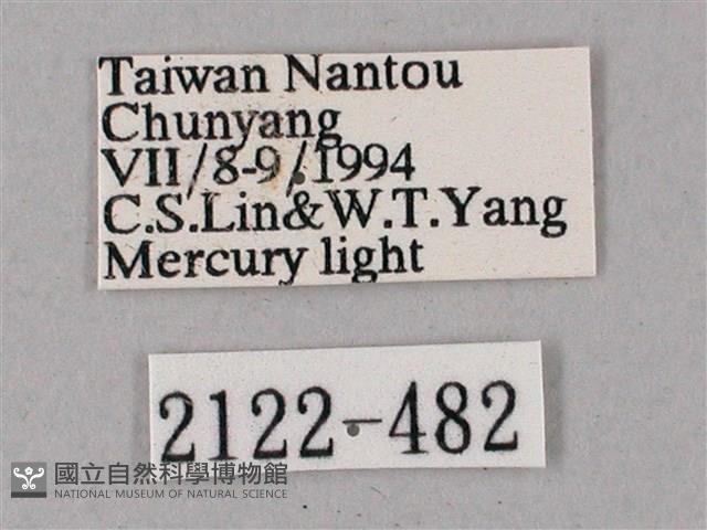 榆綠天蛾藏品圖，第3張