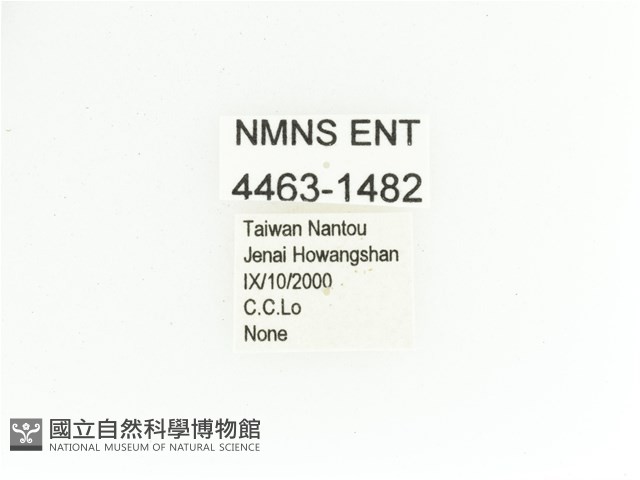 艷金龜藏品圖，第2張