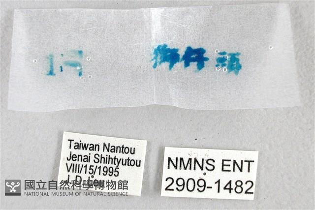 綠弄蝶藏品圖，第3張