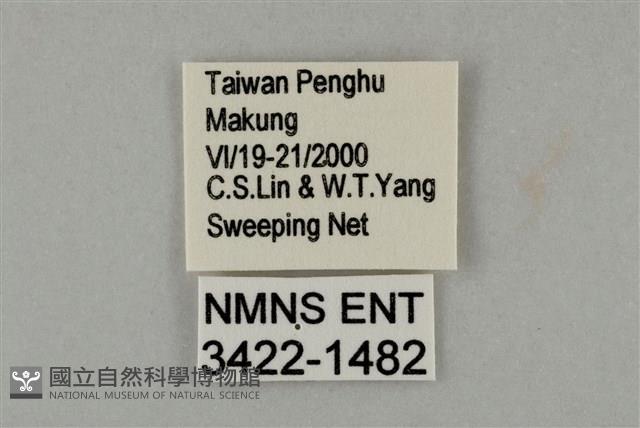藍灰蝶沖繩亞種藏品圖，第3張