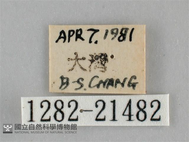 黃紋孔弄蝶藏品圖，第3張