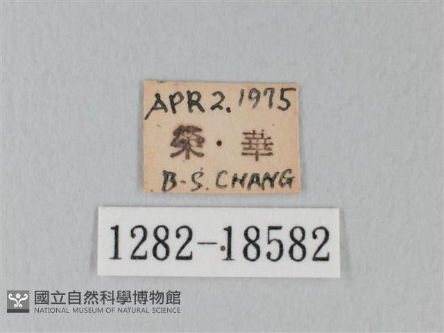 日本紫灰蝶藏品圖，第3張