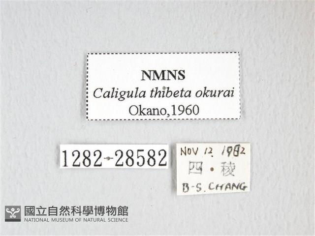 大綠目天蠶蛾藏品圖，第3張