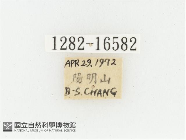 黃肩長腳花金龜藏品圖，第2張