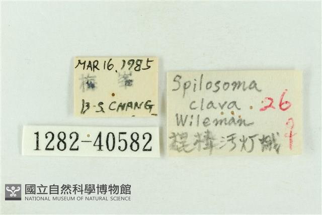 棍棒污燈蛾藏品圖，第3張