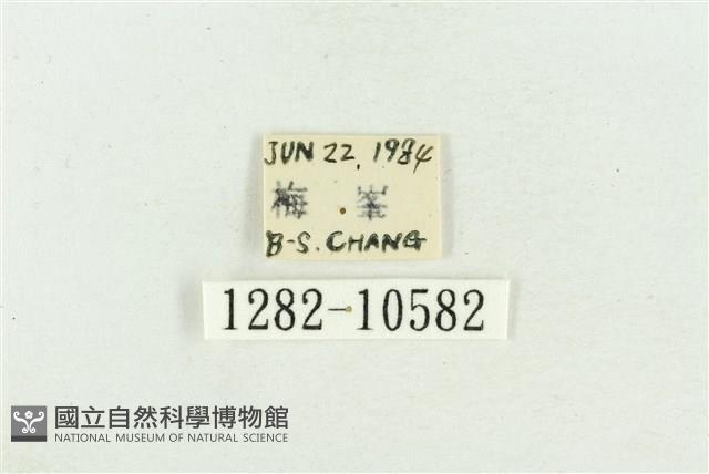 紅暈散紋夜蛾藏品圖，第3張