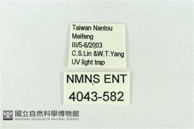 連珠波紋蛾藏品圖，第3張