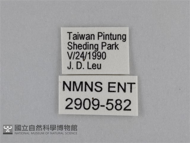 異紋紫斑蝶藏品圖，第3張