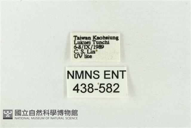 臺洒波紋蛾藏品圖，第3張