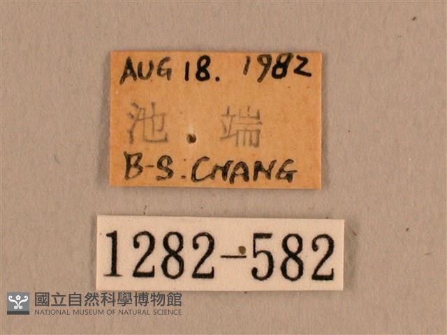 背線天蛾藏品圖，第3張