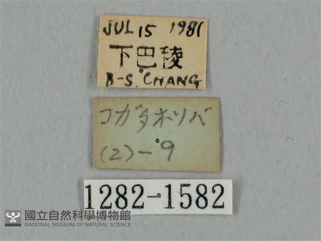廣東鷹翅天蛾藏品圖，第3張