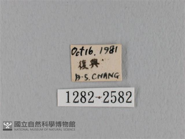 鋸緣枯葉蛾藏品圖，第3張