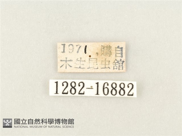 綠豹蛺蝶藏品圖，第3張
