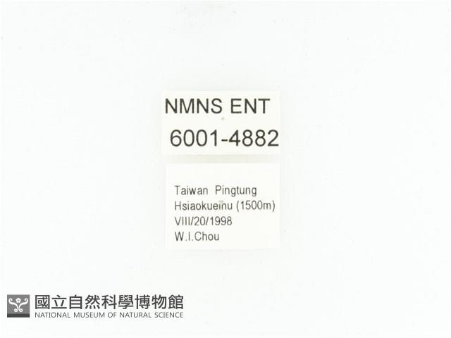 小扇角金龜藏品圖，第2張