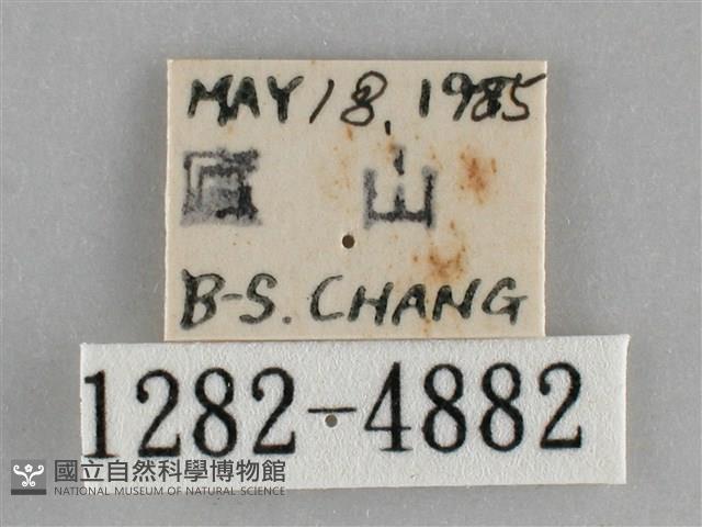 基褐刺蛾藏品圖，第3張